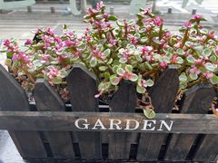 -爸爸糖吐司面包(南京奥体店)