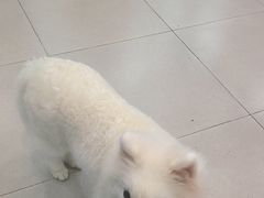 -安格丽娜·狗咖·猫咖羊驼咖(春熙路百盛商场店)