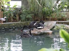 景点-南宫五洲植物乐园