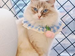 -怪兽屋·羊驼·猫咖·狗咖(俊华广场店)