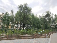 -顺峰山公园