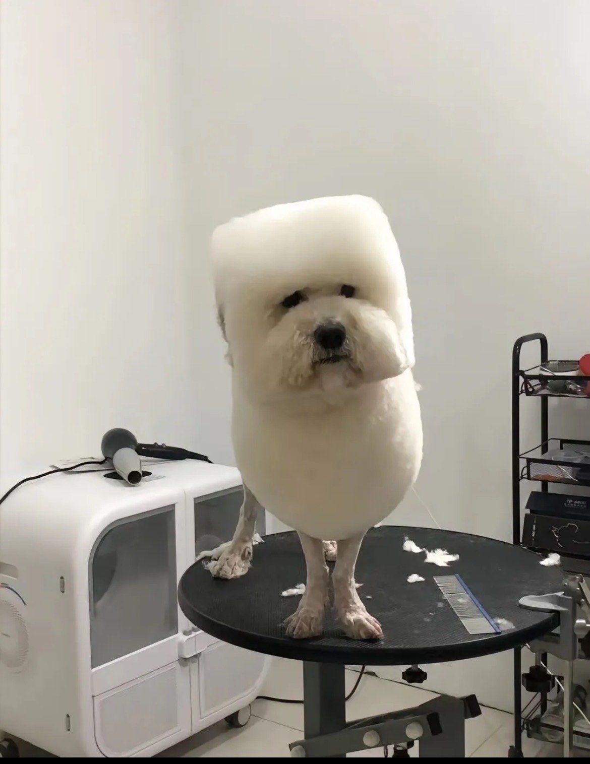 使用适合狗狗皮肤的宠物专用洗发水