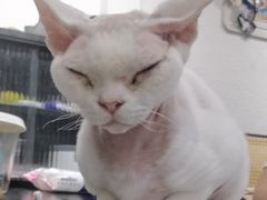 -琪喵猫屋·撸猫猫咖·猫舍