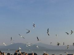 -深圳湾公园(南山区)