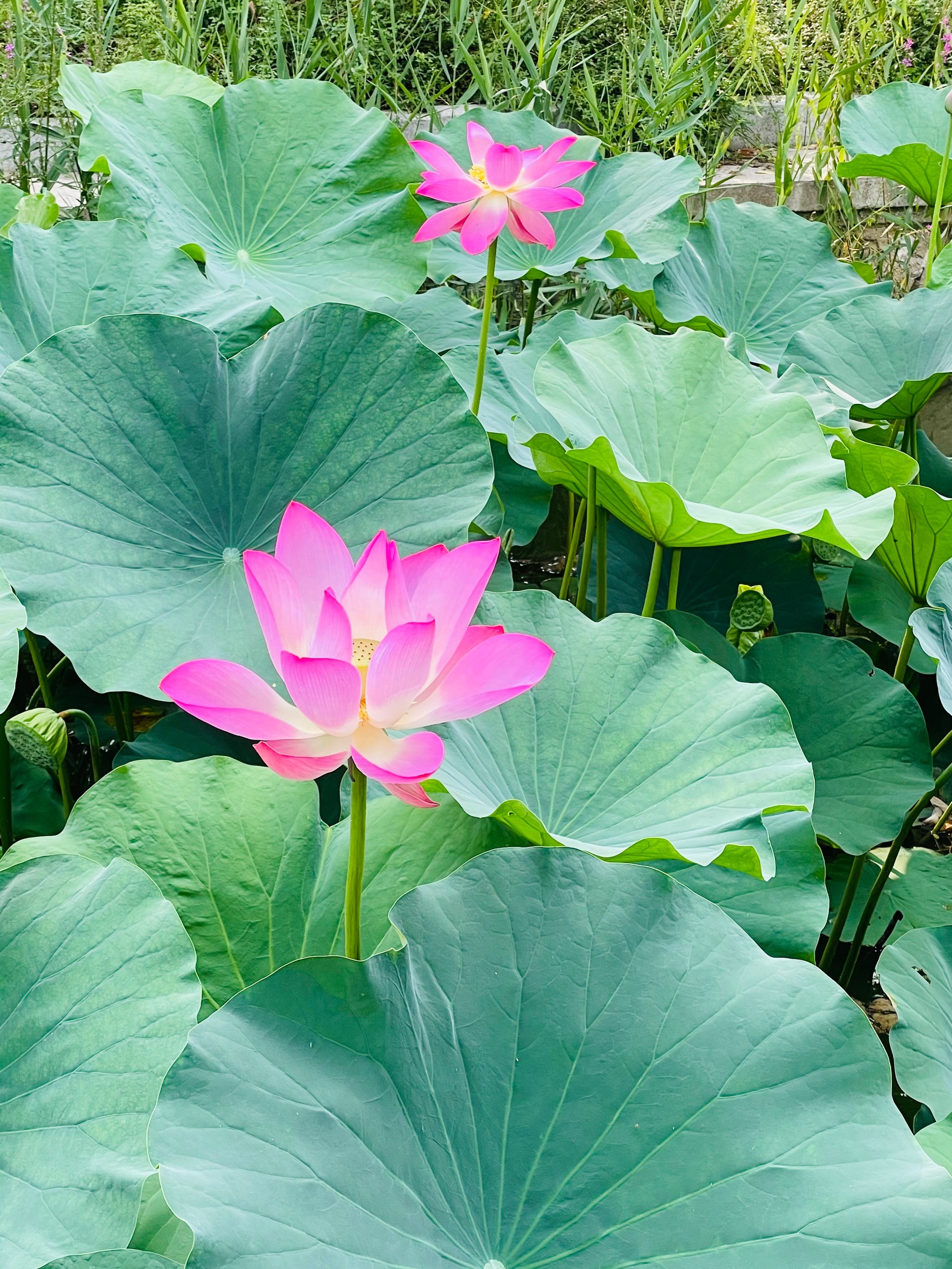 荷花什么季节开图片