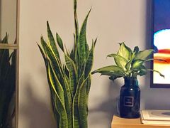 -双季花艺园艺市场(浦东店)