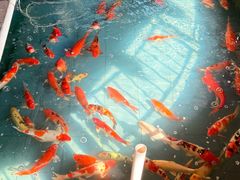 -鲤鱼塘农家山庄