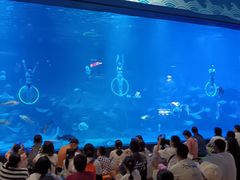 -烟台海昌鲸鲨海洋公园