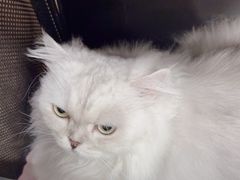 -瑞派康怡24h宠物医院·犬猫医疗中心·微创绝育(瑞景分院)