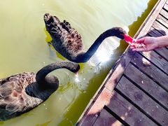 -南大港湿地风景区