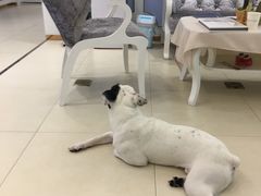 -1013 PET SHOP 宠物商店(近铁城市广场店)