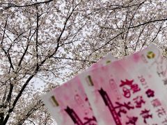 -顾村公园