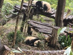 -成都动物园