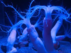 -鹿儿岛水族馆