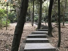 -中山市树木园