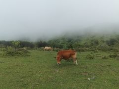-大姆山草场
