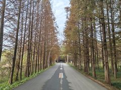 -日照海滨国家森林公园