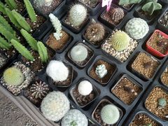 -龙大花卉苗木市场