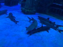 -芜湖新华联大白鲸海洋公园