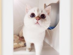 -东方名猫馆·英短金渐层布偶猫舍(环线广场1号楼店)