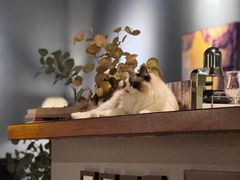 -咖法森林·咖啡  酒吧(天河店)