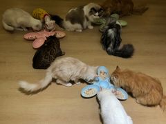 -猫腻·猫咖·撸猫馆(星光大道店)