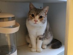 -平行世界·猫咖(首经贸店)