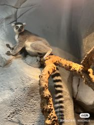 -Zoolung Zoolung动物主题公园(海信广场店)