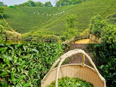 -龙坞茶村