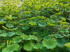 -莲花池公园