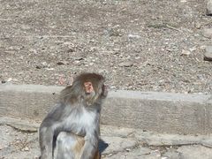 -哈尔滨北方森林动物园