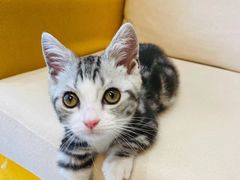 -山宅一喵德文卷毛猫舍