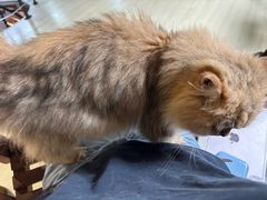 -豆逗聊愈猫阁Easy Life