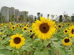 -龙江公园