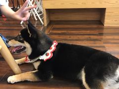 -豆柴町-柴犬主题狗咖(红鼎国际C座店)