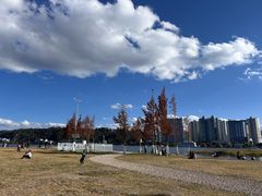 -洱海月湿地公园