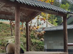 -中国大熊猫保护研究中心雅安碧峰峡基地