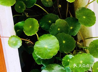 家里不养绿植已经好几年了,因为家有三猫