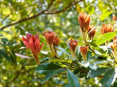-梧桐山风景名胜区