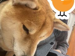 -是阿柴呀！柴犬咖啡·爱喵喵猫咖