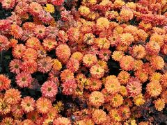 -中国天府农业博览园