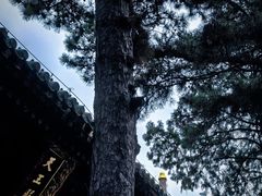 -潭柘寺景区