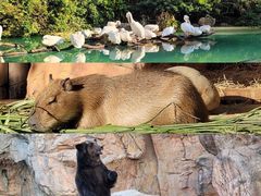-珠海长隆海洋王国