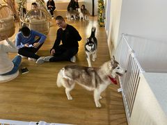 -Husky Go! 哈士奇体验馆·宠物咖啡厅狗咖
