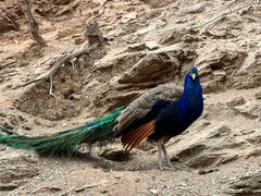 -栾川竹海野生动物园