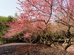 -白塘生态植物园