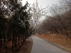 -北京西山国家森林公园