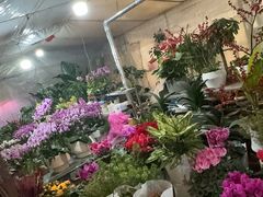 -金陵花卉交易市场