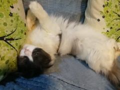 -李小姐の猫咖啡馆(五角场店)