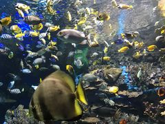 -瑞普利水族馆